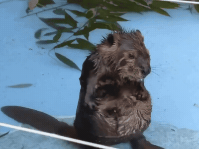 A Beaver Is Standing In A Pool Of Water GIF