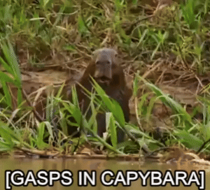 A Beaver Is Standing In The Grass Next To A Body Of Water With The Caption Gasps In Capybara . GIF