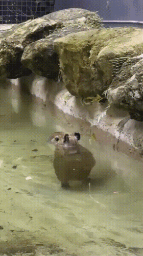 A Beaver Is Swimming In A Pond With Rocks In The Background GIF