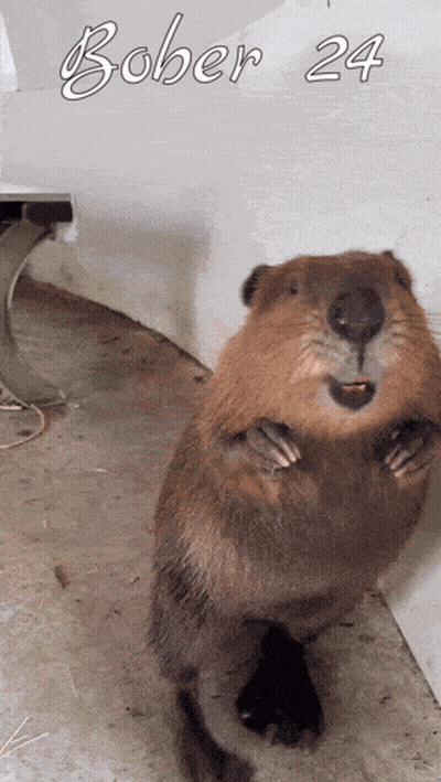 A Beaver Standing On Its Hind Legs With The Words Bober 24 Written Above It GIF