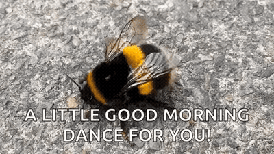 A Bee Is Sitting On The Ground And Says `` A Little Good Morning Dance For You '' . GIF