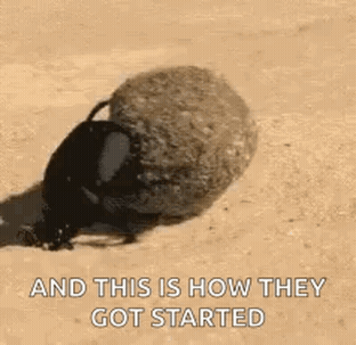 A Beetle Is Laying On The Ground With The Words `` And This Is How They Got Started '' Written Below It . GIF
