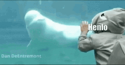 A Beluga Inside A Beluga Saying Hello GIF
