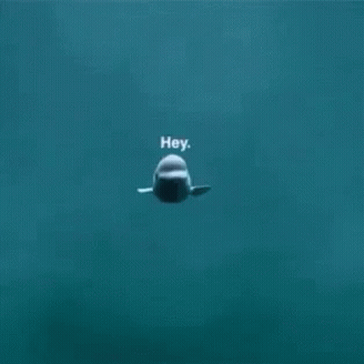 A Beluga Whale Is Swimming In The Ocean With The Words `` Hey '' Written On It . GIF