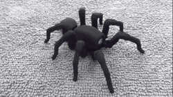 A Big Black Scary Spider Crawling GIF