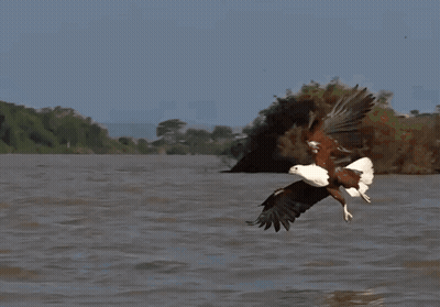 A Bird Flying Over A Body Of Water With Trees In The Background GIF