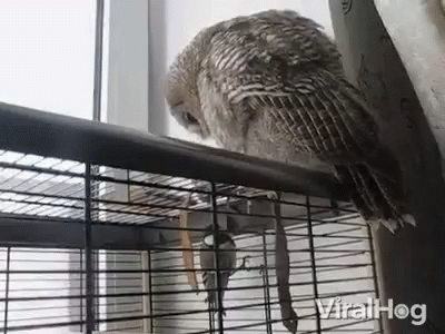 A Bird In A Cage With The Word Viralhog On The Bottom Right Corner GIF