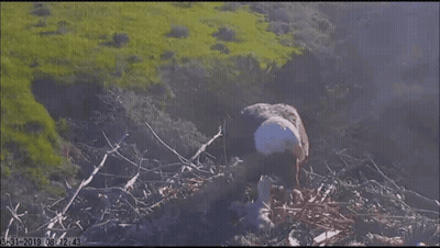 A Bird In A Nest With The Date 8-31-2010 GIF