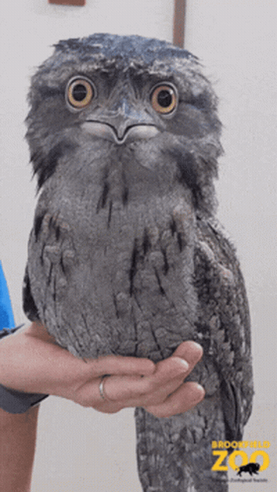 A Bird Is Being Held In Someone 'S Hand And The Zoo Logo Is Visible GIF