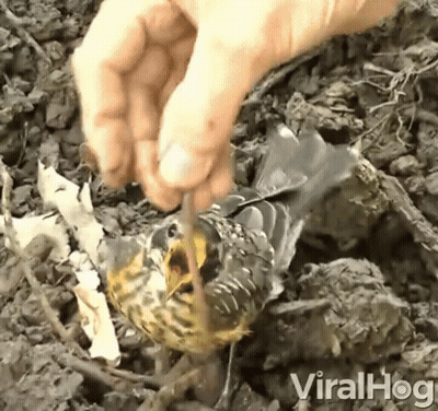 A Bird Is Being Removed From The Ground By A Person With Viralhog Written On The Bottom Of The Screen GIF
