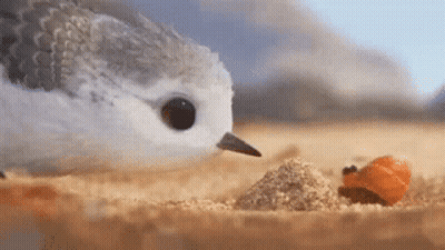 A Bird Is Eating Food From A Pile Of Sand On The Beach . GIF