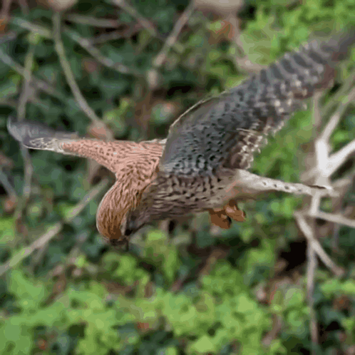 A Bird Is Flying In The Air With Its Wings Outstretched GIF