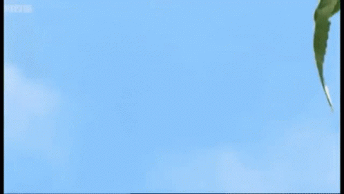 A Bird Is Flying In The Sky With Bbc Written On The Bottom Right GIF