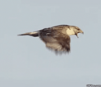 A Bird Is Flying Through A Blue Sky With A Gifsee.com Logo In The Corner GIF