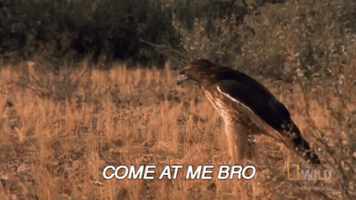 A Bird Is Flying Through A Field With The Words Come At Me Bro Written Below It GIF