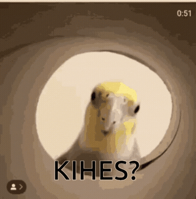 A Bird Is Looking Out Of A Hole With The Word Kihe Written On It GIF