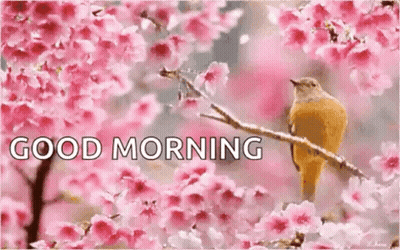 A Bird Is Perched On A Branch Of A Cherry Blossom Tree With Pink Flowers . GIF