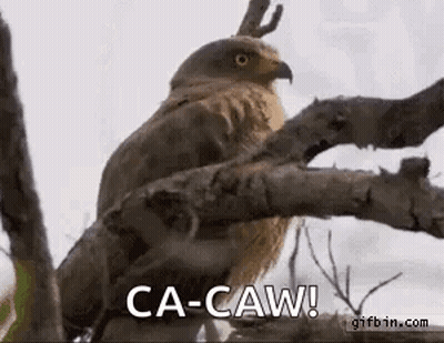 A Bird Is Perched On A Tree Branch And Says Ca-Caw ! GIF