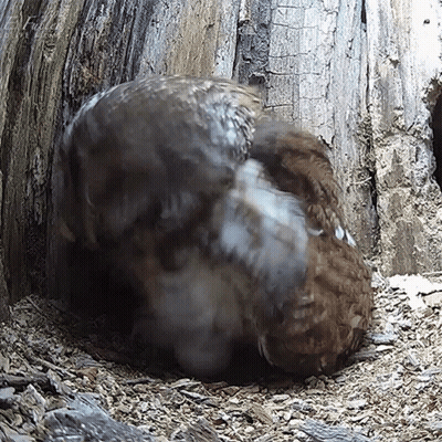 A Bird Is Sitting In A Hole In A Tree GIF