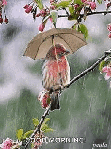 A Bird Is Sitting On A Branch Holding An Umbrella . GIF