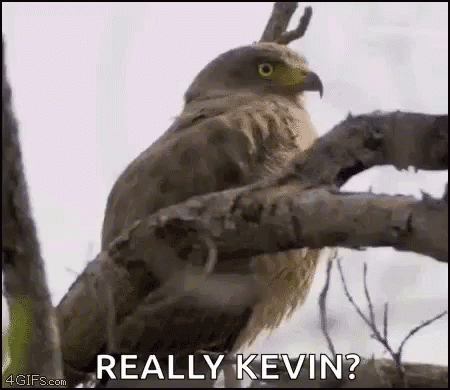 A Bird Is Sitting On A Tree Branch With The Words `` Really Kevin '' Written On It . GIF
