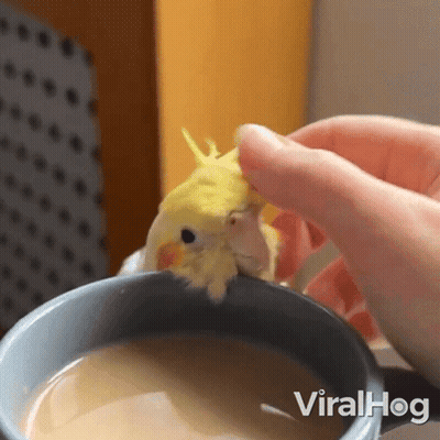 A Bird Is Sitting On Top Of A Cup Of Coffee Being Held By A Person . GIF