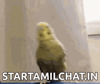 A Bird Is Standing In Front Of A Window With The Words Startamilchat.in Written On The Bottom . GIF