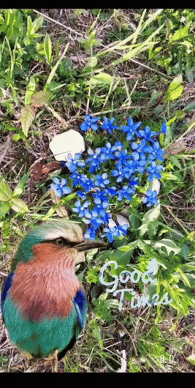 A Bird Is Standing Next To A Bunch Of Blue Flowers With The Words Good Times Written On The Bottom GIF