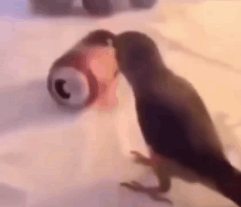 A Bird Is Standing Next To A Can Of Soda On The Floor . GIF