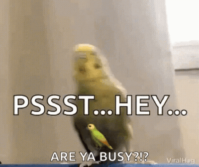 A Bird Is Standing Next To Another Bird That Says Pssst Hey Are Ya Busy GIF