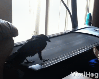 A Bird On A Treadmill That Says Viralhog On The Bottom Left GIF