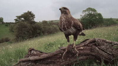 A Bird Perched On A Log In A Field GIF