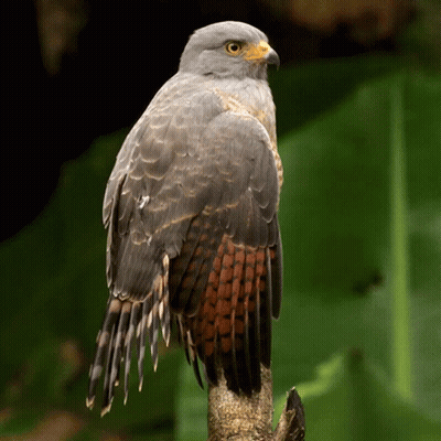 A Bird Perched On A Tree Branch With Its Wings Spread GIF