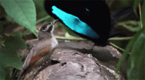 A Bird With A Blue Beak Is Sitting On A Tree Branch GIF