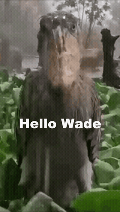 A Bird With A Large Beak Is Standing In The Grass With The Words `` Hello Wade '' Above It . GIF