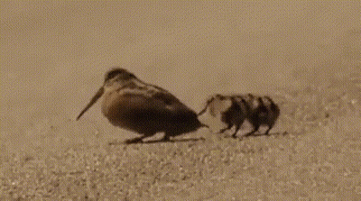 A Bird With A Long Beak Is Walking On A Sandy Surface . GIF