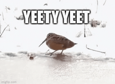 A Bird With A Long Beak Is Walking On A Snow Covered Field . GIF