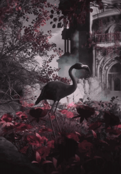 A Bird With A Long Neck Stands In A Garden GIF