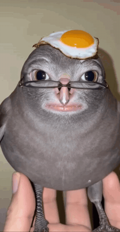 A Bird With Glasses And A Fried Egg On It 'S Head GIF