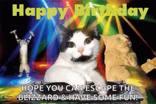A Birthday Card With Cats And The Words Happy Birthday Hope You Can Escape The Blizzard And Have Some Fun GIF