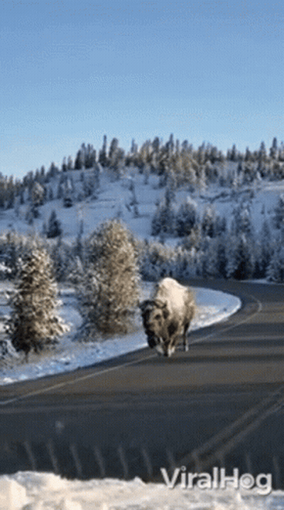 A Bison Is Walking Down A Snowy Road With Trees On The Side GIF