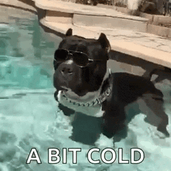 A Bit Cold Dogpool GIF