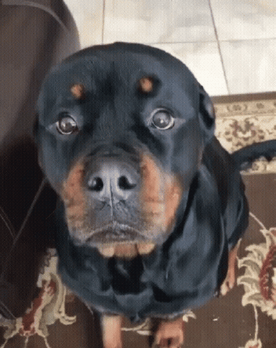 A Black And Brown Dog Is Sitting On A Rug Looking At The Camera GIF