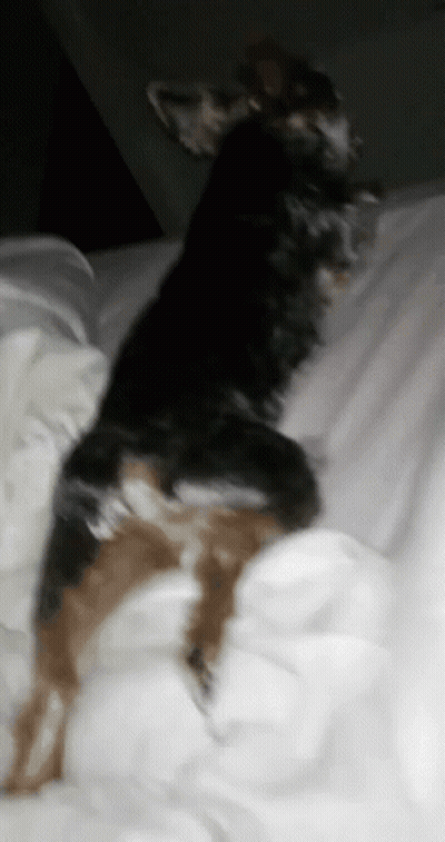 A Black And Brown Dog Laying On A Bed With White Sheets GIF