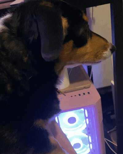 A Black And Brown Dog Looking At A Pink Computer GIF