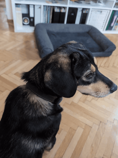A Black And Brown Dog Sitting On A Wooden Floor In Front Of A Dog Bed GIF