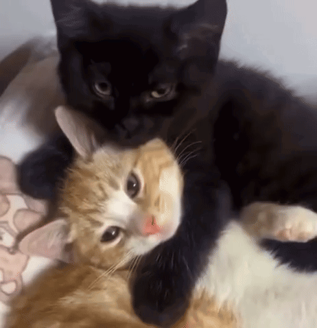 A Black And Orange Cat Laying Next To Each Other On A Bed GIF