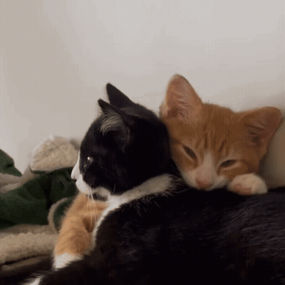 A Black And Orange Cat Laying Next To Each Other On A Couch GIF