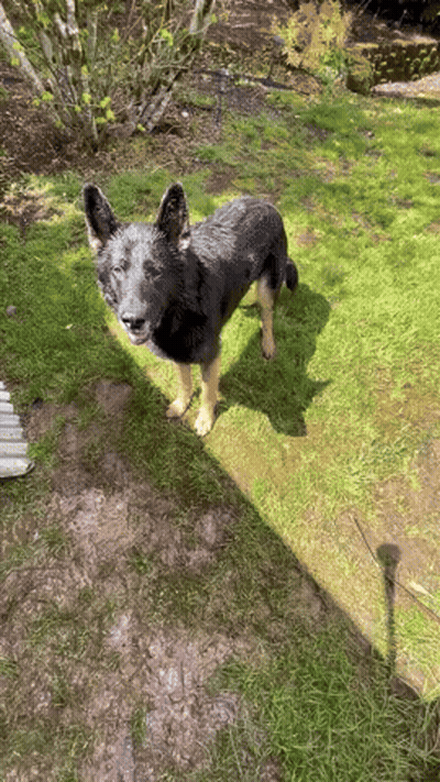 A Black And Tan Dog Standing In The Grass GIF