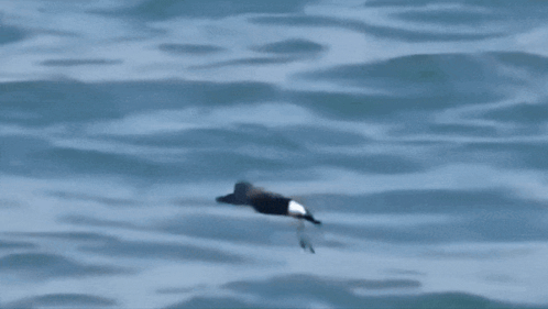 A Black And White Bird Is Flying Over The Water GIF